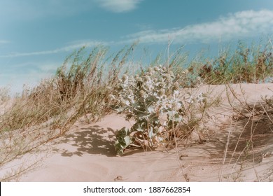 青い空を背景に砂の上のとげのある草。砂丘の草。砂丘と青い空と太陽が降り注ぐビーチ。砂浜