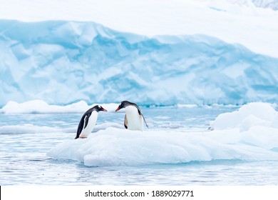 ジェンツー ペンギンのカップルが小さな山の上で優しいひとときを過ごす