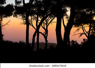 Bomen in silhouet. Zwarte bomen die eruitzien als schaduwen op de avondzonsondergang. Outback, stemming in de avond. Een uitzicht op de berg Karmel, Klein Zwitserland, met uitzicht op de stad Haifa van bovenaf. Israël