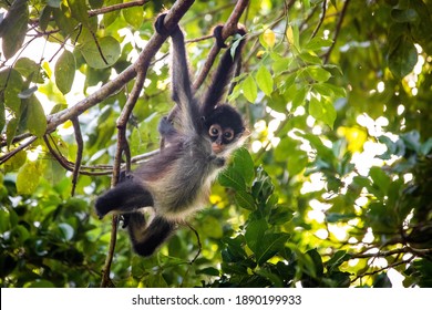 Crisp Where Can I Buy A Spider Monkey Scene Illustration Crisp Where Can I Buy A Spider Monkey Scene Illustration