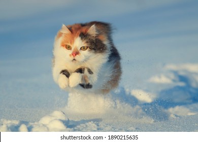 mooie pluizige kat rent snel door de witte sneeuw in een zonnige wintertuin
