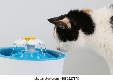 三色の猫が電気の水飲み場から新鮮な水を飲む