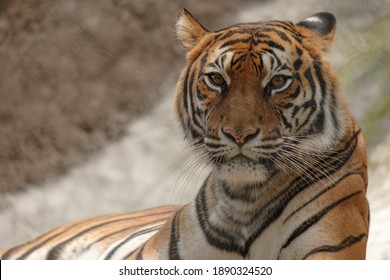 Frontgesichtiger Tiger, der auf seinem eigenen Körper liegt.