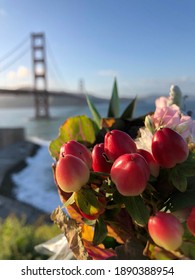 Bó hoa đỏ trước Cầu Cổng Vàng, điểm du lịch San Francisco, quả mọng màu hồng và lá xanh, Bay Area, California, tutsan, hổ phách ngọt ngào, vết thương của các chiến binh