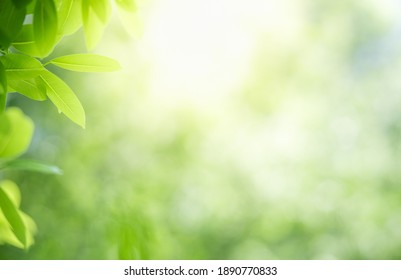 Close-up van verse natuur weergave van groen blad op wazig groen achtergrond in de tuin met kopie ruimte gebruiken als achtergrond, natuurlijke groene planten landschap, ecologie, vers behang concept.