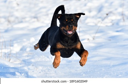 un imponente rottweiler corriendo sobre la nieve