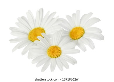 hoa cúc hoặc hoa cúc bị cô lập trên nền trắng với đường cắt. Bộ hoặc bộ sưu tập.