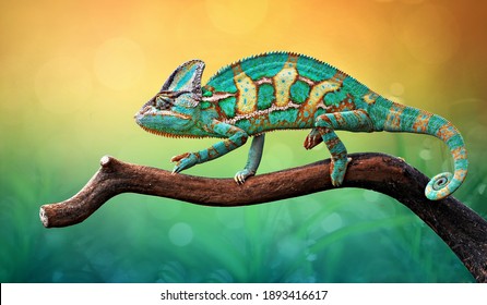 Bunglon Bertengger di atas kayu Dengan Gradasi Warna latar belakang, Walpaper Reptil, Foto Hewan