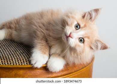 Close-up van pluizig, lichtgeel oranje kitten met blauwe ogen. 2 maanden oud kitten met witte borst en pootjes klaar voor adoptie. 8 weken oude babykat met lang haar. Het speelse jonge gemberkat rusten.