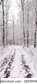 冬の風景白雪姫の木