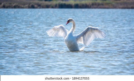 Cisne blanco agraciado nadando en el lago y bate sus alas en el agua. El cisne blanco está batiendo sus alas sobre el fondo de la superficie del agua azul tranquila. El cisne mudo, nombre latino Cygnus olor.