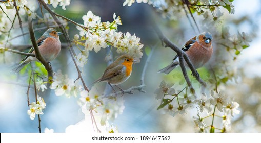 Red Robin (Erithacus rubecula) en Vink (Fringilla coelebs) vogels close-up in een bos