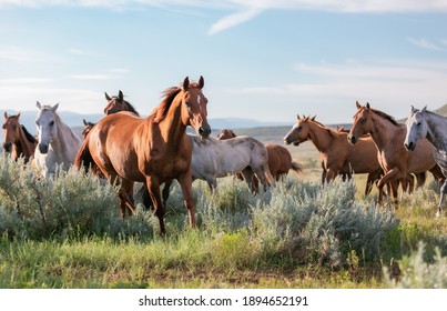 モンタナ州のプライアー山脈の前で疾走する牧場馬のカラフルな群れ。