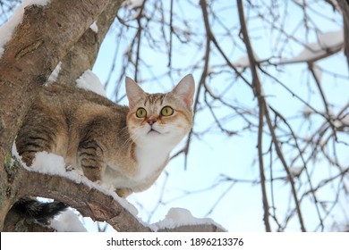 De kat zit op een met sneeuw bedekte boomtak. Goed zicht en gehoor helpen het roofdier om prooien op te sporen, zelfs in de winter onder sneeuwbanken. Blauwe lucht op de achtergrond.