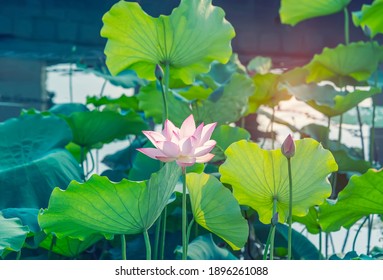 Fleur de lotus en pleine floraison dans un étang d'été, avec des feuilles vertes en arrière-plan.