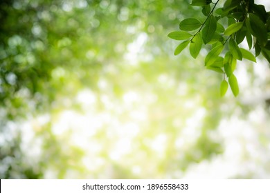 Beautiful greenery background view 4K wallpaper download