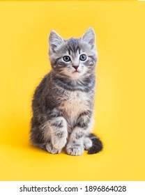 Leuk Katje op gele achtergrond kleur. Grijze kleine Cyperse kat geïsoleerd op gele achtergrond