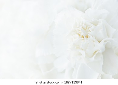 Nền hoa trắng, Thiệp thông cảm, Nền đám cưới hoa trắng, Cận cảnh macro hoa