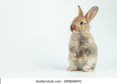 Ein gesundes, hübsches, braunes Häschen-Osterkaninchen steht auf zwei Beinen auf weißem Hintergrund. Süßes flauschiges Kaninchen auf weißem Hintergrund Schönes Säugetier mit schönen hellen Augen im Naturleben.Tierisches Konzept.