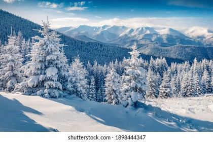 Pintoresca vista matutina de las montañas de los Cárpatos con la cresta de Chornogora en el fondo. Abetos cubiertos de nieve fresca y valle de montaña en diciembre. Belleza del fondo del concepto de naturaleza.