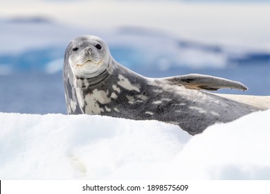 Una foca de Weddell se relaja felizmente en un iceberg cerca de la isla Danco en la península antártica. La nieve es hermosa y blanca y el fondo azul borroso proporciona un telón de fondo apropiado.
