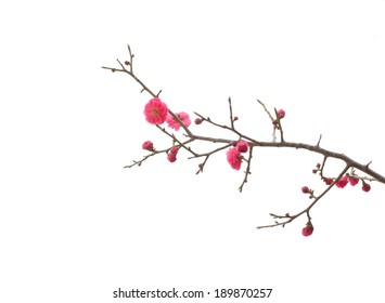frische Pflaumenbaumblumen lokalisiert auf weißem Hintergrund