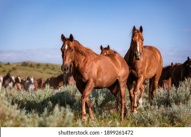 Mooie kudde American Quarter horse ranch paarden in het droge gebied van Montana nabij de grens met Wyoming