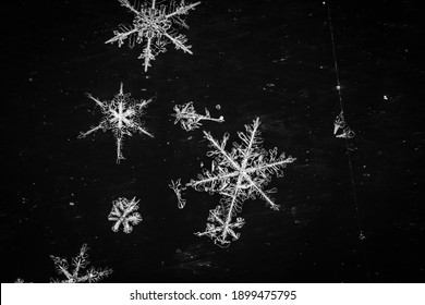 Fotografía macro de copos de nieve individuales