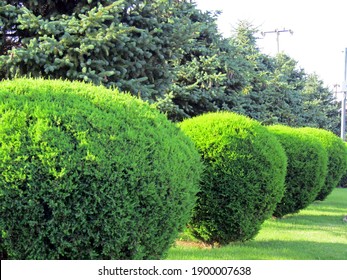 A row of spherically trimmed lush juniper shrub hedges growing on lawn in the front of a row of fir trees with a couple of power poles under sunshine in spring