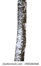 tronco de árbol con nieve aislado en blanco