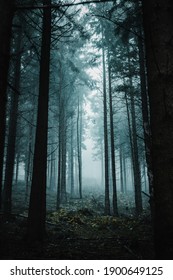 Vista mística del bosque cambiante con niebla espesa y vibraciones oscuras y misteriosas. Paisaje natural brumoso y brumoso de un bosque de pinos. Parque Nacional de Harz en Alemania