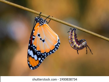 Geweldig moment, monarchvlinder, rups, pop en opkomende met uitknippad.