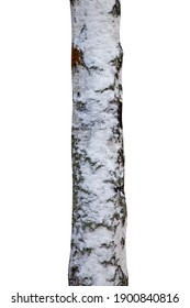 tronco de árbol con nieve aislado en blanco