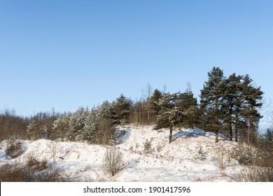 Día soleado de invierno. Campo de nieve y bosque con grandes pinos. Poca nieve, hierba seca, troncos en la colina sobre fondo natural de cielo azul brillante. paisaje de invierno del norte