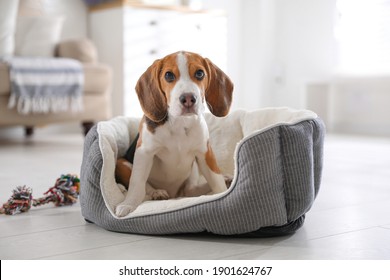 Leuk Beaglepuppy in hondbed thuis. Schattig huisdier