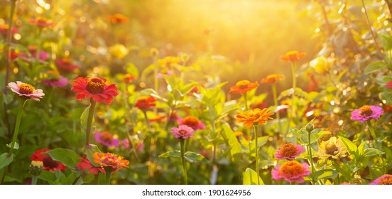Sommerblumen. Bunte Zinniablumen in einem Garten. Sonnenuntergangs- oder Sonnenaufgangszeit