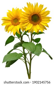 Twee zonnebloemen in boeket geïsoleerd op een witte achtergrond. Zon symbool. Bloemen geel, landbouw. Zaden en olie. Platliggend, bovenaanzicht