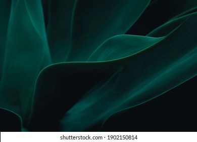 Cactus plant Agave attenuata soft details texture. Natural abstract, delicate and fluid shapes lines. Highlight for a focused leaf edges and blurred background. Colored dark green. Dark moody feel.  