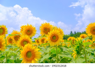 Ladang bunga matahari di Desa Yamanakako, Prefektur Yamanashi, Jepang