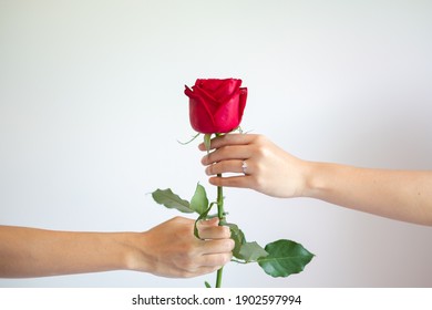 La main d'un homme donne une rose rouge à une femme. Concept d'amour, Saint Valentin.