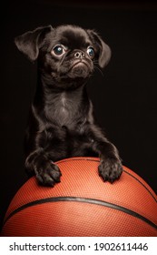 image of dog basketball dark background