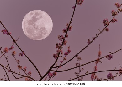 Luna llena en el cielo con rama de árbol de flores de silueta.