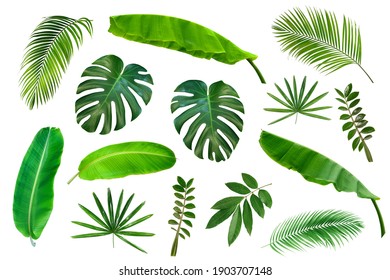 Satz tropische Blätter lokalisiert auf weißem Hintergrund. Tropisches exotisches Laub für Werbedesign.