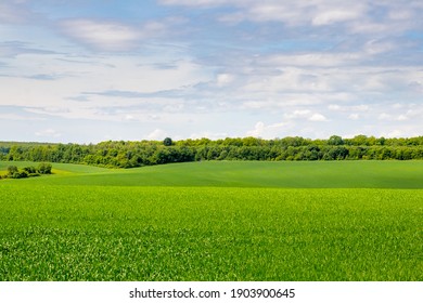Paisaje de verano con campo verde montañoso y bosque en la distancia