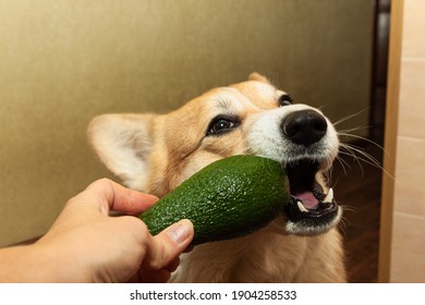 Một chú chó Corgi pembroke xinh xắn ăn uống quả bơ. Đời chó.