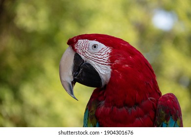 Vista lateral de la cabeza de un loro guacamayo sobre un fondo verde. Aves tropicales como razas de mascotas populares. fondo borroso.