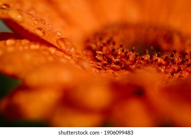 花びらに雨滴が付いた焦げたオレンジ色のガーベラの花のマクロ撮影。背景のボケ味を持つ写真を閉じます。スクリーンセーバー、キャンバス、背景用の夏の美しさと自然の有機グラフィックリソース