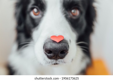 Concepto del día de San Valentín. Retrato divertido lindo cachorro border collie con corazón rojo en la nariz sobre fondo blanco. Precioso perro enamorado en el día de san valentín da regalo
