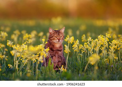 lindo gato atigrado sentado en un prado soleado de primavera con flores de prímula amarilla