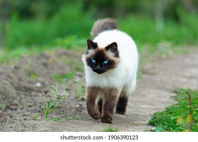 Himalaya siamese kat met blauwe ogen die gracieus loopt